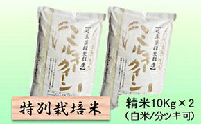 特別栽培米 【 令和8年産 】 精米 20kg（白米/5分/7分ツキ可）【 ミルキークイーン 】玄米は別に出品