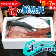 鮮魚 旬 獲れたて セット 4～7匹 鮮魚便 海鮮 魚貝類 魚介類 鮮魚 旬 獲れたて セット 詰め合わせ さかな おさかな 魚 海の幸 福袋 FISH ごはん 夕飯 おかず 今が旬 刺身 刺し身 おつまみ 晩酌 米 丼 三陸産 岩手県 大船渡市 [mouri002]