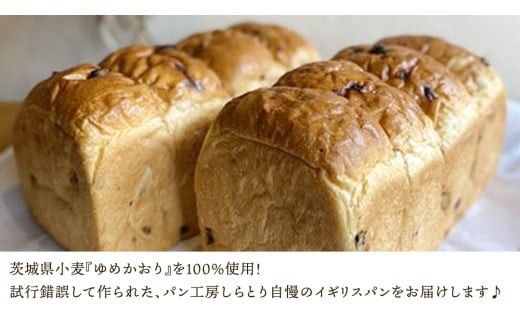 【 6ヶ月 定期便 】茨城県産 小麦の レーズンパン 2斤 2本 セット 食パン パン 小麦 冷凍 レーズン プレゼント ギフト [AU021ci]
