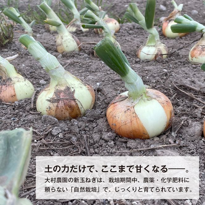 新玉ねぎ 自然栽培 4.5kg 玉ねぎ