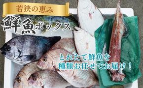 鮮魚セット 若狭の恵み 鮮魚ボックス 種類はお任せ セット 詰め合わせ 鮮魚 魚 お魚 魚介 魚介類 海鮮 海鮮セット 旬の魚 新鮮 福井 福井県 若狭町
