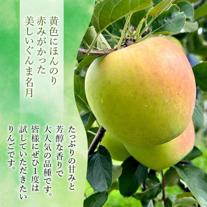 りんご【11月～2月発送】糖度13度以上 ぐんま名月 おもてなし用 家庭用 約3kg【青森りんご】
