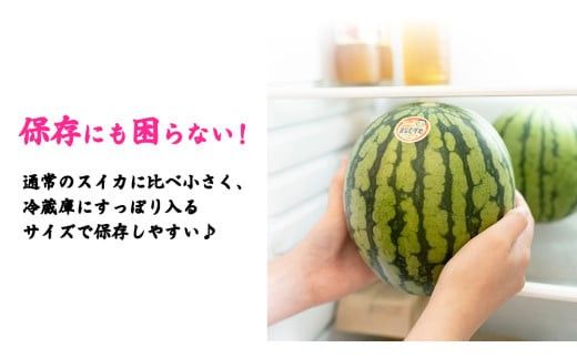 【 訳あり 】 こだますいか 「 愛娘 」 1玉 2026年産 先行予約 筑西ブランド こだまスイカ 小玉スイカ すいか スイカ フルーツ 果物 [AF083ci]