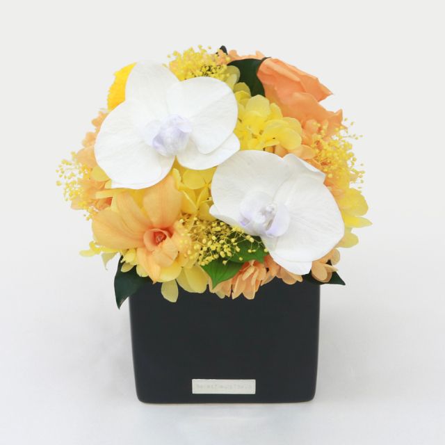 胡蝶蘭キューブM 花 お花 プリザーブドフラワー ギフト プレゼント お祝い 誕生日 お供え アレンジ インテリア 東京都 墨田区