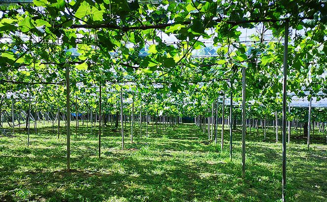 2026年 早期受付 ぶどう 晴れの国 シャインマスカット&ピオーネ 味比べ 2房（大房） 化粧箱入り 岡山県 高梁市 ブドウ 葡萄 果物 フルーツ 