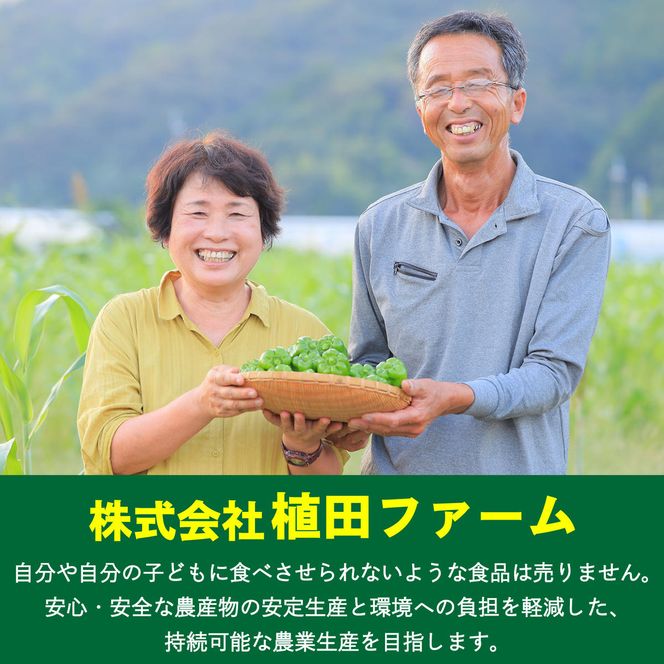 【訳あり】 平戸にんにく 約2kg 乾燥 ニンニク 平戸にんにく 訳アリ わけアリ 不揃い 型崩れ 自然乾燥 大量 大容量 常温 配送 数量限定 高知県産 高知県 土佐市【株式会社　植田ファーム】[BQAT007]