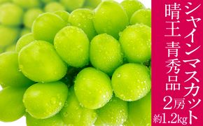 2026年予約受付中 シャインマスカット 晴王 7月～8月出荷 2房 約1.2kg  人気 岡山県産 種無し 皮ごと食べる みずみずしい  フレッシュ 晴れの国 おかやま 果物大国 ハレノフルーツ