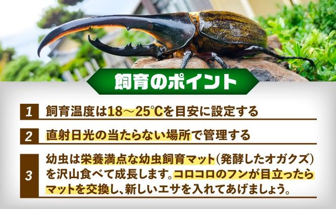 【配送不可地域：北海道・沖縄・離島】ヘラクレスオオカブト幼虫1匹（2〜3齢）愛西市 / 艶麗[AEDD004]