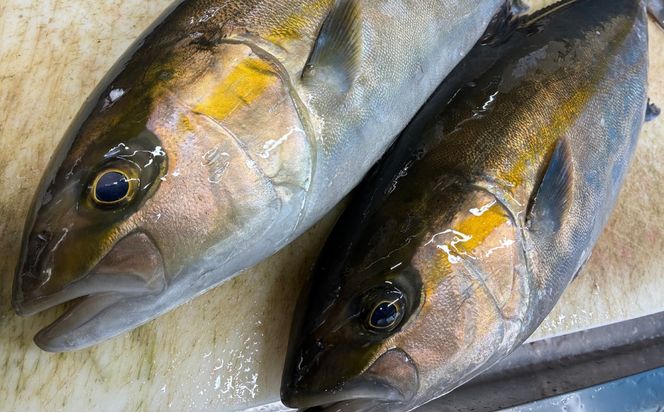 活締め かんぱち お刺身用 切身 250g×2パック / 刺身 海鮮 カンパチ 魚 / 糸島市 / 塚本鮮魚店[ARO011]
