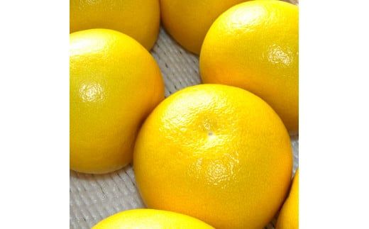 【CF-R7hbk】高知県産 温室文旦 5kg 5キロ 文旦 ブンタン ぶんたん 柑橘 かんきつ 蜜柑 みかん 柑橘類 フルーツ 果物 くだもの デザート おやつ 爽やか 甘い あまい ジュース 美味しい おいしい