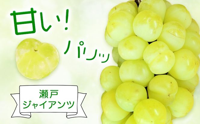 【2027年先行予約】瀬戸ジャイアンツ 2房 (1房480g以上) 合計約1kg 化粧箱入り 株式会社山博《2027年9月上旬-10月上旬頃出荷》岡山県 笠岡市 ぶどう マスカット 果物 大粒 種なし 桃太郎ぶどう 岡山県産 国産 送料無料【配送不可地域あり】---Y-50---