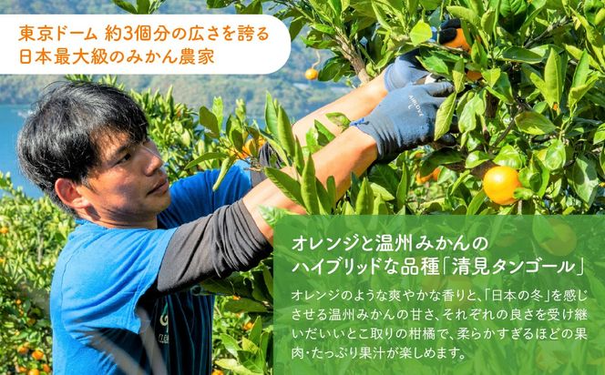 【先行予約】【訳あり】産地直送！愛媛県産清見タンゴール 5kg（2027年2月下旬より順次発送）IKTF035