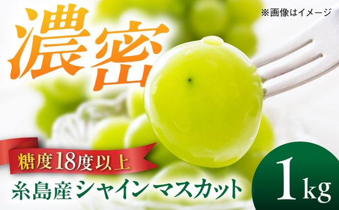 【先行受付】【糖度18度以上】 糸島産 シャインマスカット 1kg（2〜4房）【2026年8月中旬より順次発送】 糸島市 / 和饗エコファーム フルーツ 果物[AVI006] シャインマスカット マスカット ぶどう ブドウ フルーツ 果物 甘い 高糖度
