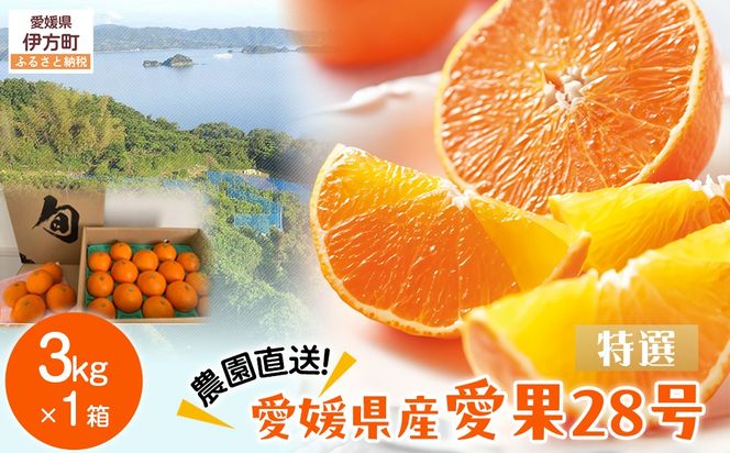 yQɕzys\zyʌz__^QY 28iIj 3kg×1i2025N12{菇j IKTV004