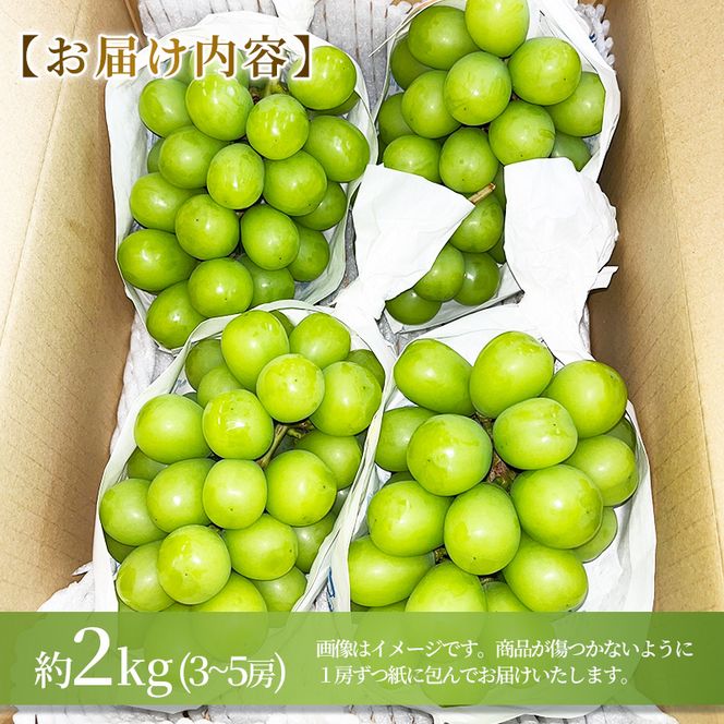【2026年発送】志賀高原の麓で育った シャインマスカット 3～5房 約2kg ※お届け日時指定不可 ぶどう フルーツ 果物 デザート 長野県 長野