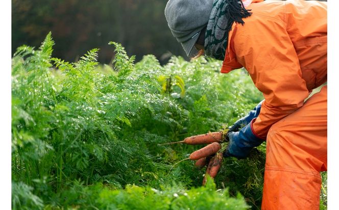 【先行予約（2026年12月上旬～順次発送）】＜てんとうむしばたけ＞有機にんじん5kg　BR00082