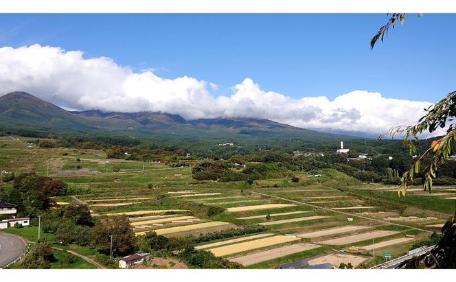 米 信州小諸産マイスターブレンド米【白米／5kg】 コシヒカリ あきたこまち ひとめぼれ コメ お米 ごはん ご飯 信州 長野県 小諸市