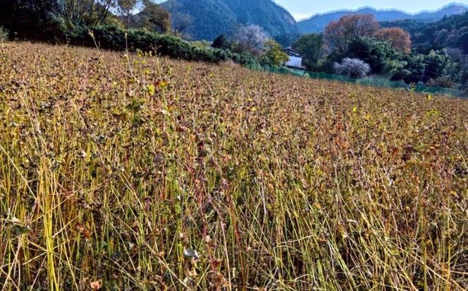令和7年度 栃木県鹿沼市産 そば粉 1kg | 蕎麦 蕎麦粉 ガレット ※北海道・沖縄・離島への配送不可
