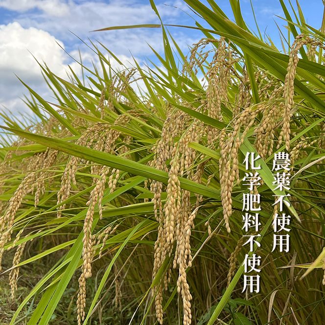 キヌヒカリ 10kg 新米 京都 丹波 お米 米 精米 きぬひかり 産地直送 令和8年 10キロ 新米26
