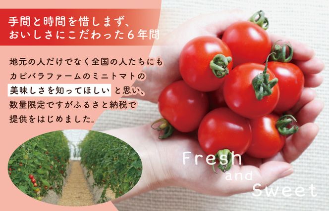 G3702 【先行予約】こだわり ミニトマト 4パック 合計 約1kg【選手権 金賞受賞 日本野菜ソムリエ協会 新鮮 野菜 泉佐野産 とまと やさい 高評価 数量限定】