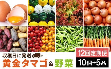 【全12回定期便】糸島の朝産み黄金タマゴ10個 朝どれ新鮮野菜5品 セット【福岡県糸島産】 糸島市 / オーガニックナガミツファーム 玉子 やさい [AGE049]