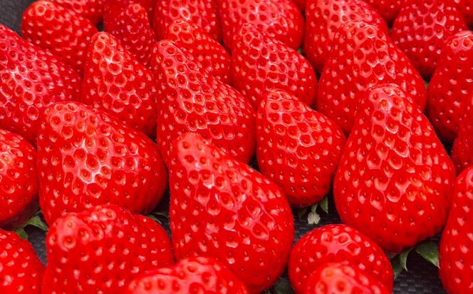 【先行予約】MIYAFARM いちご（品種：おまかせ）12粒入り×4パック 合計 48粒 ※北海道・沖縄・離島への配送不可 ※2027年1月中旬～5月下旬頃に順次発送予定