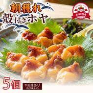 大船渡産 冷蔵 活ホヤ 5個 [下処理あり] 産地直送 朝どれ ほや 海鞘 海産物 海鮮 魚介 魚介類 珍味 大船渡 被災 災害 三陸 岩手県 国産
