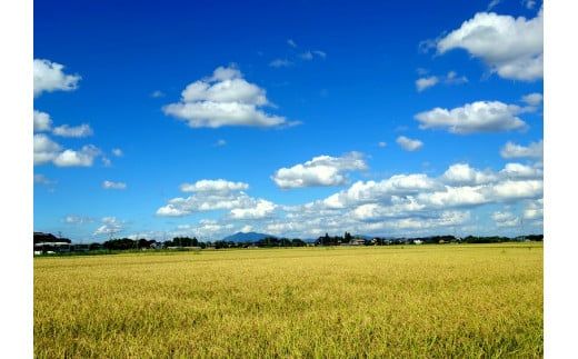 【訳あり】令和5年茨城県産コシヒカリ30kg【玄米】