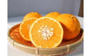 夏みかん7.2kg