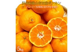 紀州和歌山有田産ポンカン 5kg