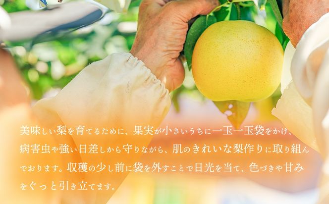 【数量・期間限定！】【2026年9月中旬以降発送】 片野果樹園 かおり梨 約 5kg なし ナシ フルーツ 果物 旬 産地直送 国産 茨城県 [AD021ya]
