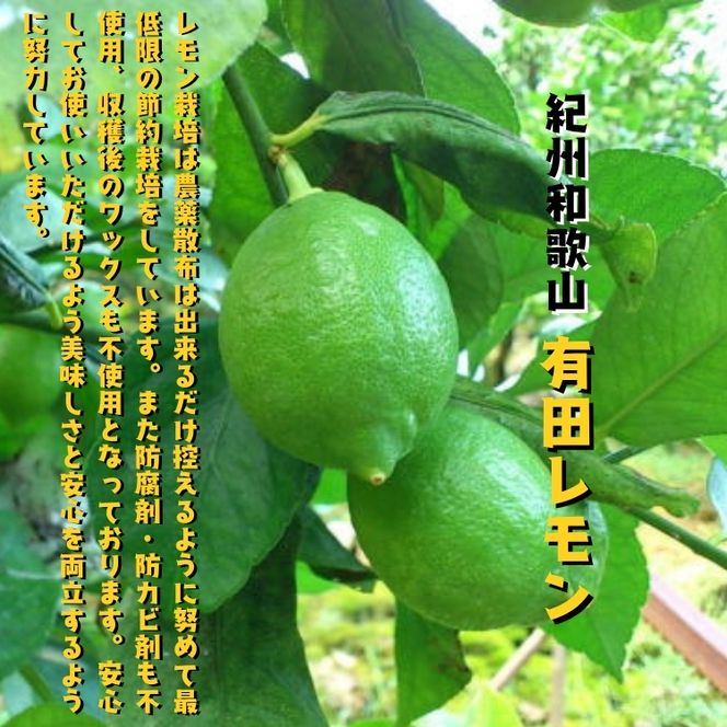 【国産】紀州和歌山 有田レモン 2kg+200g(傷み補償分)