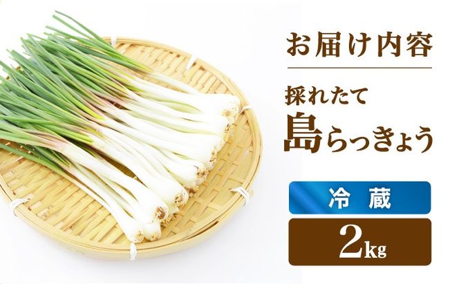 ≪2026年2月下旬～5月下旬発送≫採れたて島らっきょう 2㎏ 【 沖縄県 石垣市 野菜 らっきょう 島らっきょう おつまみ 採れたて 料理 漬物 天ぷら おかぴ農園 産地直送 】OK-03