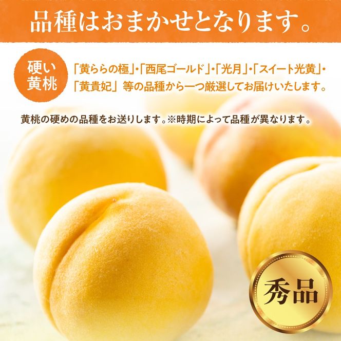 【2025年産　先行予約】黄桃 品種おまかせ 秀品2kg(硬め) 山形県 東根市　hi004-hi062-026-2