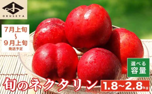 旬のネクタリン 約1.8kg 約2.8kg 選べる内容量 ［小布施屋］ 果物 フルーツ 桃 もも 長野県産 小布施 冷蔵便 クール便 産地直送 数量限定 送料無料 令和8年産 【2026年7月上旬～9月上旬発送】