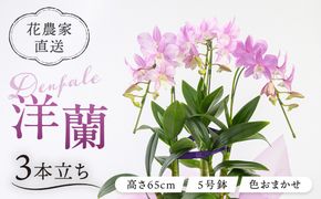 【 30セット 限定 】 デンファレ （ 洋蘭 ） 3本 立ち  《糸島》【和饗エコファーム株式会社】蘭 洋蘭 デンファレ 花 インテリア お祝い 贈り物 [AVI004]