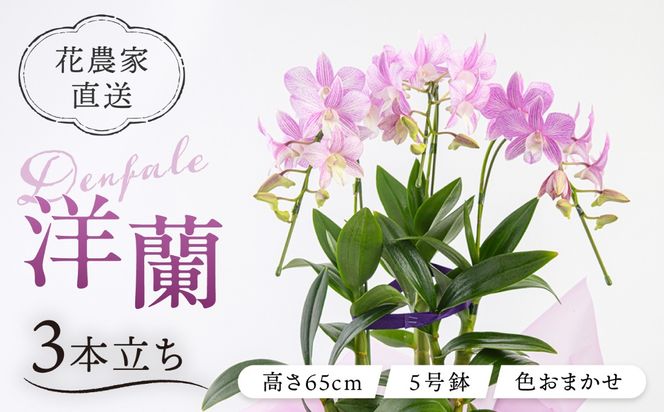 【 30セット 限定 】 デンファレ （ 洋蘭 ） 3本 立ち  《糸島》【和饗エコファーム株式会社】蘭 洋蘭 デンファレ 花 インテリア お祝い 贈り物 [AVI004]