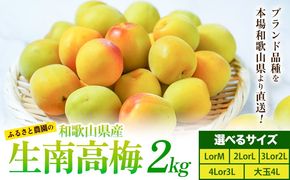 紀州熟南高梅 約2kg 選べるサイズ M ~ 大玉 4L 《2027年6月上旬-6月中旬頃出荷》 和歌山県 日高川町 梅 紀州南高梅 うめ フルーツ 果物---wshg_frsa1_a6_23_18000_2kg---