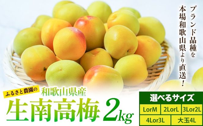 紀州熟南高梅 約2kg 選べるサイズ M ~ 大玉 4L 《2027年6月上旬-6月中旬頃出荷》 和歌山県 日高川町 梅 紀州南高梅 うめ フルーツ 果物---wshg_frsa1_a6_23_18000_2kg---