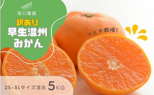 【先行予約】 2S~3L サイズ混合 5kg 阪口農園の 訳あり 早生温州みかん (マルチ栽培) 【2026年12月中旬から順次発送】 / みかん 蜜柑 先行予約 数量限定 ミカン【msa004A】