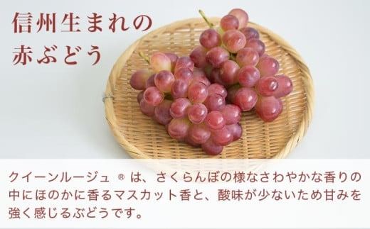クイーンルージュ® 約1.2kg 2～3房 ［小布施屋］ 果物 フルーツ ぶどう 葡萄 令和7年産【2025年9月中旬～11月上旬発送】 ［A-705］