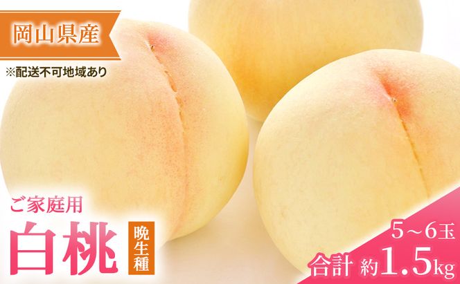 桃 2026年 先行予約 ご家庭用 白桃（晩生種）5～6玉 合計約1.5kg もも モモ 岡山県産 国産 フルーツ 果物 ギフト