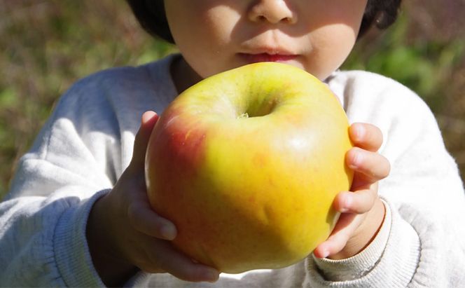 【2026年10月～発送】りんご ぐんま名月 約 10kg フルーツ 果物 黄色 秋 旬の果物 旬のフルーツ 長野県産
