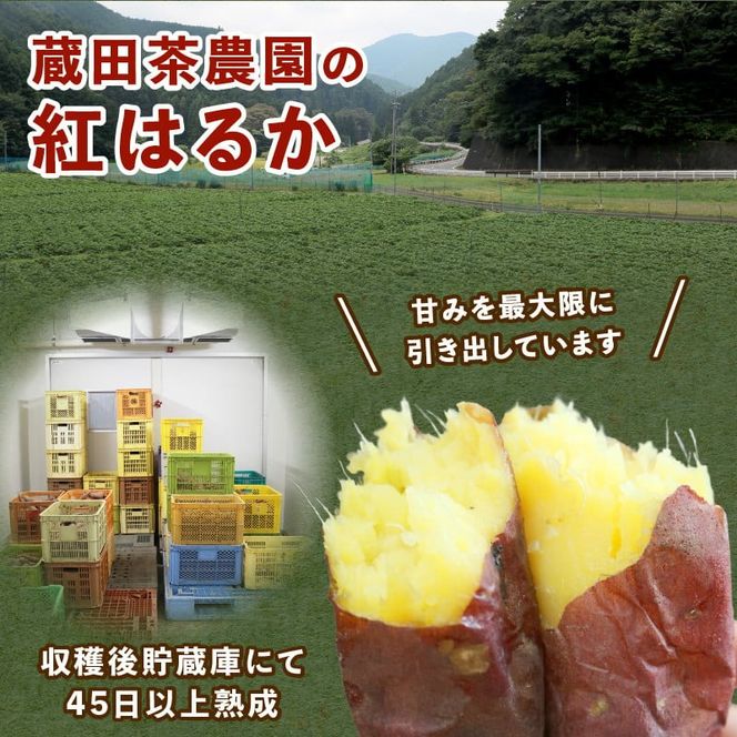 【 先行予約 : 2024年12月～順次発送 】 訳あり さつまいも 5kg 紅はるか 熟成 蔵出し 芋 いも 野菜 焼き芋 おいも 食品 食べ物 国産 静岡 藤枝 [PT0183-000004]