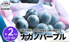 ナガノパープル 約2kg (約3～6房) 《黒岩果樹園》■2025年発送■※8月下旬頃～9月下旬頃まで順次発送予定