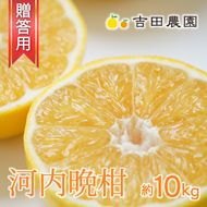 数量限定 先行予約 贈答用 河内晩柑 10kg 20000円 みかん かわちばんかん 愛南ゴールド あいなん ゴールド 夏 文旦 和製 グレープフルーツ 家庭用 産地直送 国産 農家直送 期間限定 ビタミン 健康 おいしい 特産品 ゼリー ジュース アイス 等に 人気 限定 さわやか 甘い フルーツ 果物 柑橘 mikan 蜜柑 ミカン ギフト プレゼント おすそわけ 吉田農園 愛南町 愛媛県