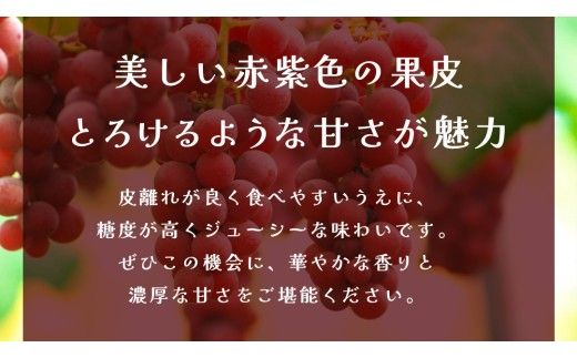クインニーナ 約5kg (7～9房) 【2026年9月上旬発送開始】(茨城県共通返礼品：大子町) ぶどう 葡萄 ブドウ 果物 フルーツ 果実        