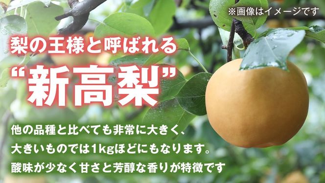 梨 新高 5kg（10〜14個）【10月より発送開始】（茨城県共通返礼品：石岡市産）田舎の頑固おやじが厳選！ なし 新高梨 和梨 フルーツ 果物 くだもの 高糖度 ギフト 茨城 [BI306-NT]