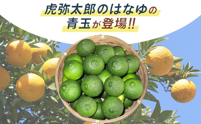 柚子 ＜2026年7月以降順次配送＞柚子 花柚子 虎弥太郎 はなゆ青玉 ８パック hy-0001