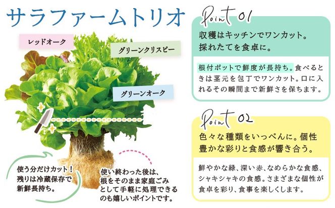 サラファームトリオ 12個セット 野菜 レタス 3種のレタス グリーンオーク レッドオーク グリーンクリスピー 《30日以内に出荷予定(土日祝を除く)》 JA晴れの国岡山 笠岡アグリセンター 野菜 岡山県 笠岡市---H-58---